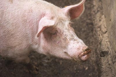 Close-up of pig