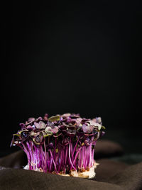 Close-up of purple flowers against black background