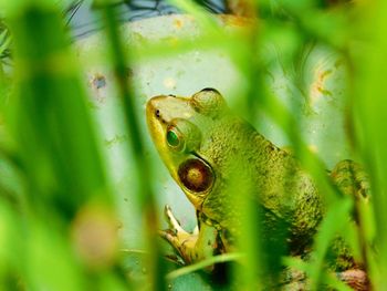 Close-up of frog on leaf