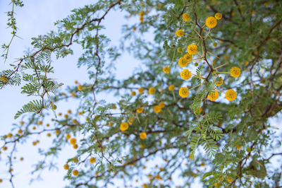 Low angle view of flowering plant against sky