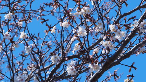 Low angle view of cherry blossom against clear sky