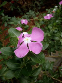 Close-up of pink flower blooming outdoors