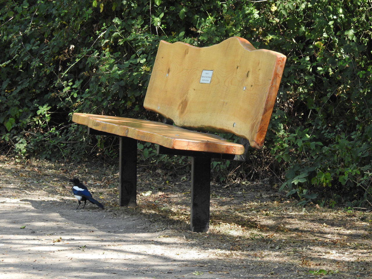 VIEW OF BIRD PERCHING ON BENCH