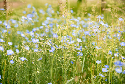 Close-up of white flowering plants on field