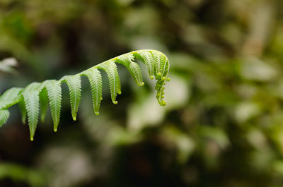 Close-up of fern leaf