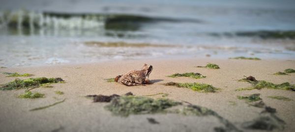 Frog on beach