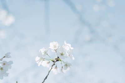 Low angle view of white blossoms against sky