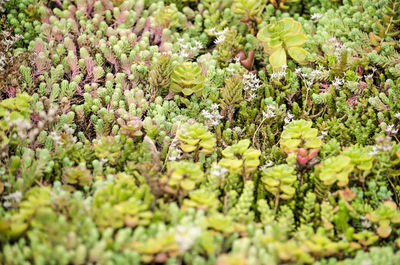 Full frame shot of flowering plants and leaves on field