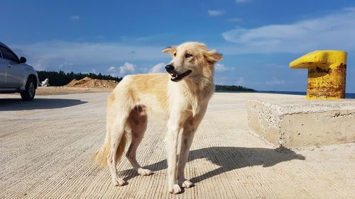 Dog standing on beach