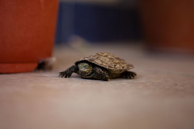 Close-up of a turtle on table