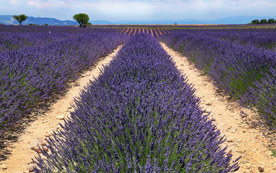 View of flowering plants on field