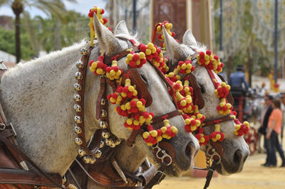 High angle view of horses