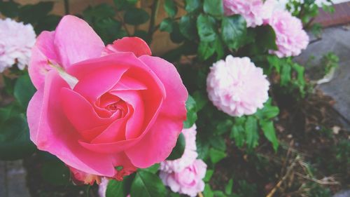 Close-up of pink rose blooming outdoors