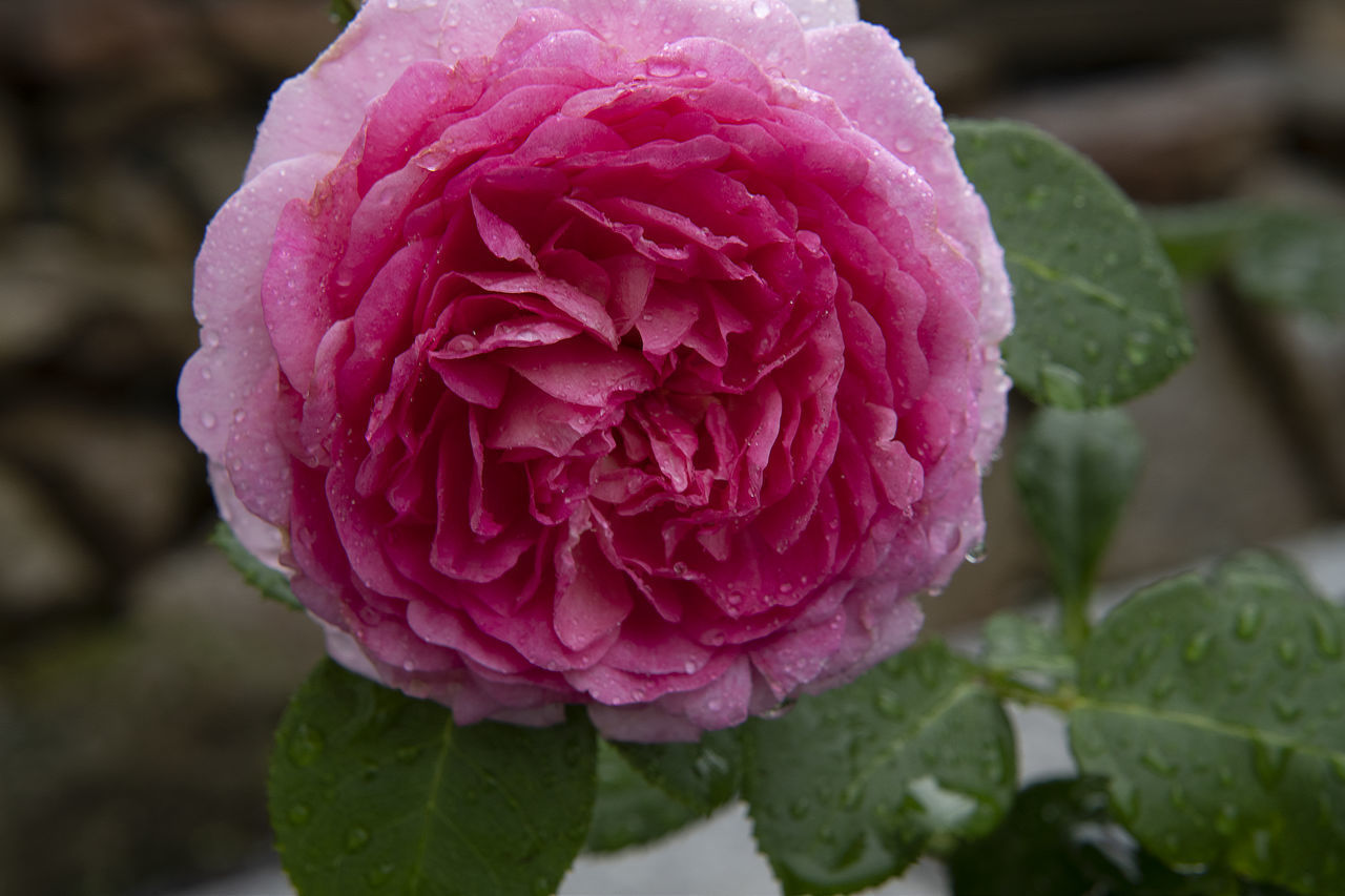 CLOSE-UP OF PINK ROSE AND LEAVES