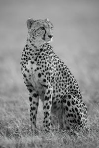 Mono cheetah sitting in grass turning right