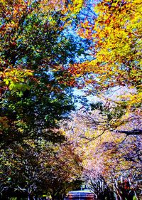 Full frame shot of trees