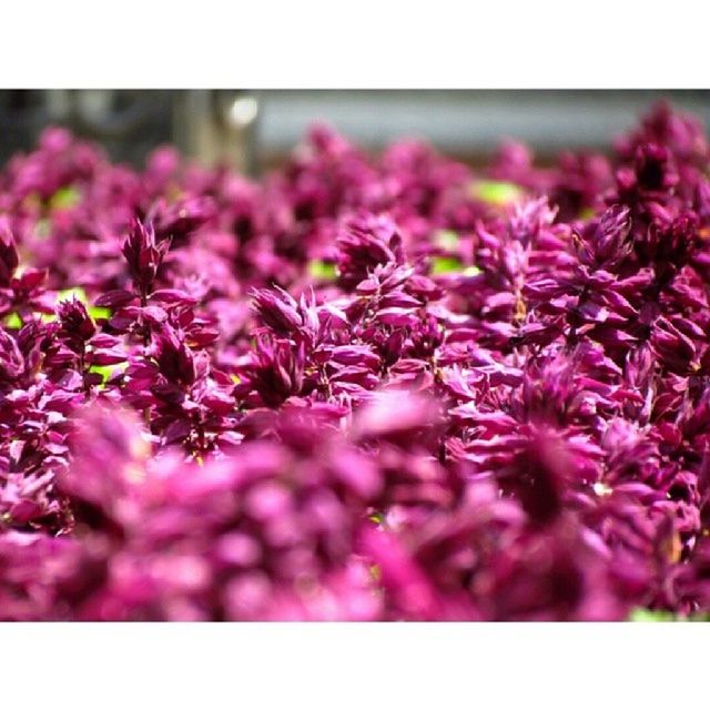 flower, freshness, transfer print, fragility, growth, beauty in nature, purple, auto post production filter, nature, petal, pink color, selective focus, plant, blooming, close-up, focus on foreground, flower head, abundance, in bloom, blossom