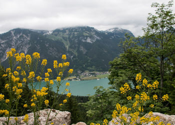 Scenic view of yellow flowering trees and mountains against sky