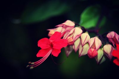 Close-up of pink flowers