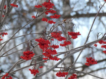 Close-up of red cherry blossom on tree