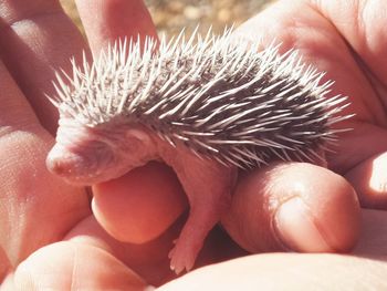 Cropped image hand holding young porcupine