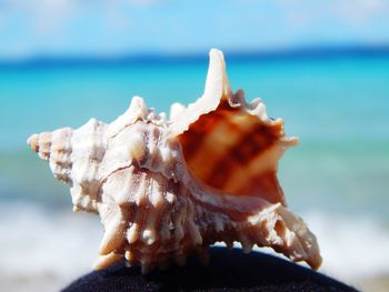 Close-up of hand against sea against sky