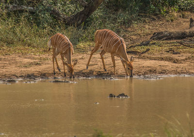 View of two drinking water in lake