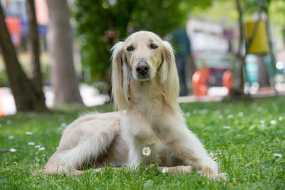 Portrait of golden retriever sitting on grass