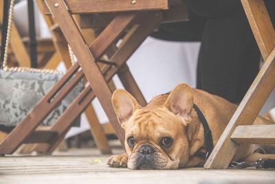 Portrait of dog relaxing on chair