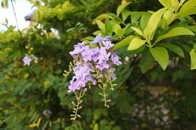 Close-up of purple flowering plant