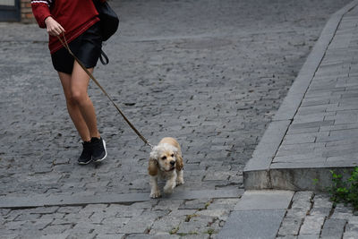 Low section of puppy walking on sidewalk