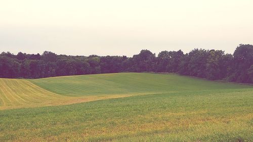 Scenic view of field against clear sky