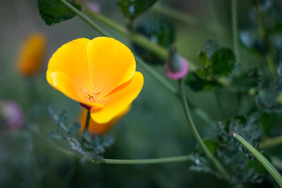 Close-up of yellow flower blooming outdoors