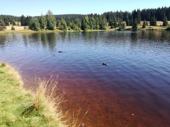 Bird flying over lake