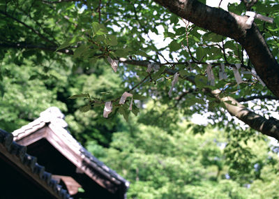 Low angle view of tree against sky