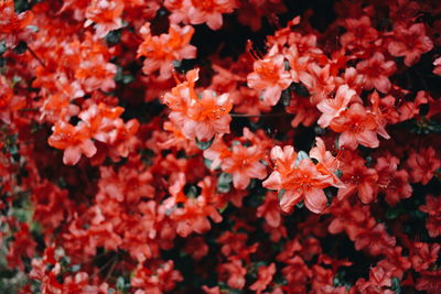 Close-up of flowers blooming outdoors