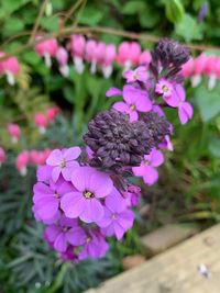 Close-up of pink flowering plant