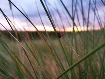 Close-up of ladybug on grass
