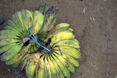 High angle view of fruit on plant