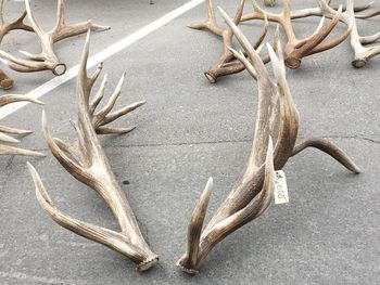 Close-up of antlers with price tag on road at market