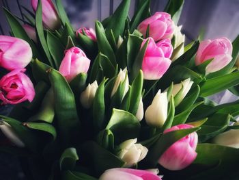 Close-up of pink tulip flowers