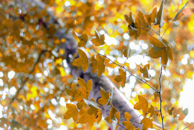 Low angle view of yellow leaves on tree