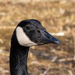 Close-up of a bird