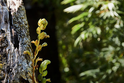 Close-up of yellow flowering plant