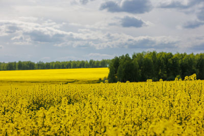 Yellow rapseed field at daylight with selective focus