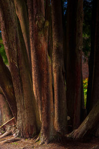 Panoramic view of trees in forest