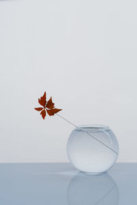 Close-up of orange leaves on table against white background