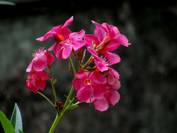 Close-up of pink flowering plant