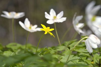 Close-up of white flowering plant