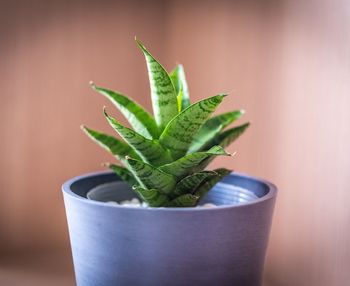 Close-up of potted plant against wall